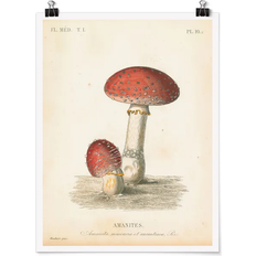 French Mushrooms II Beige/Red Poster 30x40cm