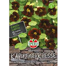 Pflanzen Blumensamen, Kapuzinerkresse 'Black Velvet'