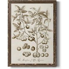 Wexford Homes Sepia Botanical Journal II Walnut Framed Art 31.5x43.5"
