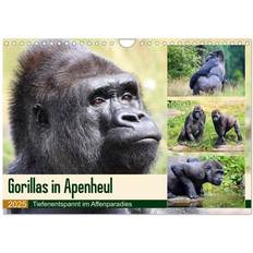 Calvendo 2025 Lowland Gorillas in Apenheul Wall Calendar A4 Landscape