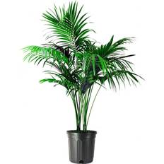 American Plant Exchange Kentia Palm Live