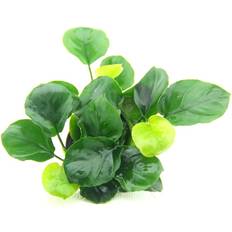 Topfpflanzen Anubias barteri ´Coin Leaf´ Topf