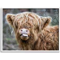 Stupell Baby Highland Calf Cattle Licking Lips Country Farmland White Framed Art 30x24"