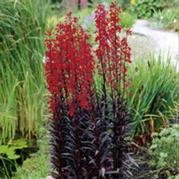 Suttons Lobelia Plants - Queen Victoria