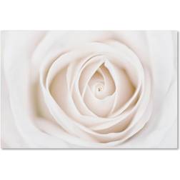 Trademark Fine Art Cora Niele 'White Rose' Canvas Art,12x19 Framed Art