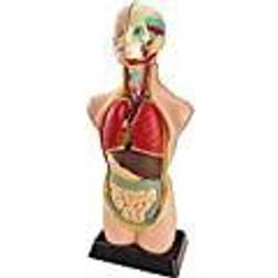 Miniland Educational Anatomy Set