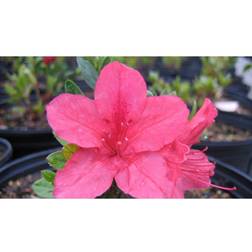 2.25gal President Clay Azalea Plant Plant