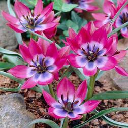 Van Zyverden Tulips Bulbs Little Beauty