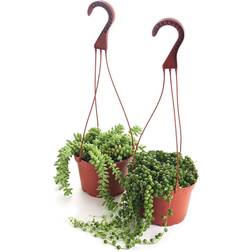 Shop Succulents Large Hanging Succulent Duo Pot 2-pack