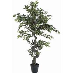 Europalms Ficus Forest Tree, plant, green Juletre