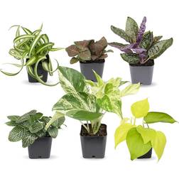 Plants for Pets Easy to Grow Houseplants 6-pack