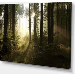 Design Art Early Morning Sun in Misty Forest Framed Art 40x30"
