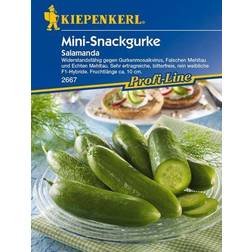 Kiepenkerl Snackgurke Salamanda Cucumis sativus, Inhalt: