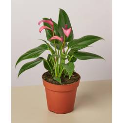 Shop Anthurium 'Purple' 4" Pot Live Artificial Plant