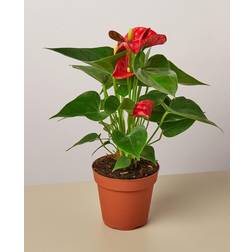 Shop Anthurium 'Red' Artificial Plant