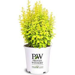 2 Gallon Proven Winners Gold Pillar Barberry