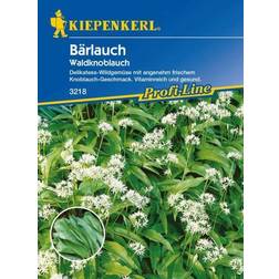 Kiepenkerl Bärlauch Waldknoblauch Allium