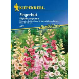 Kiepenkerl Fingerhut Digitalis purpurea Digitalis 3