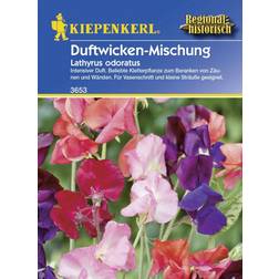 Kiepenkerl Duftwicken, Lathyrus odoratus, Samen, Blüte: