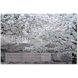 Trademark Fine Art "Cherry Blossoms 2014-4" Photographic Print on Framed Art