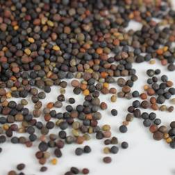 Basic Salad Mix Microgreens Seeds Non-GMO Micro Seed