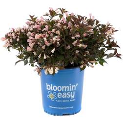 BLOOMIN' EASY 2 Gal. Afterglow Weigela Live