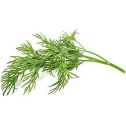 Click and Grow Smart Garden Dill Plant Pods, 3-Pack