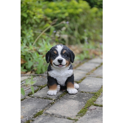 Gift Bernese Dog Puppy
