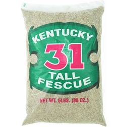 Barenbrug Kentucky 31 Tall Fescue Grass Sun Grass Seed