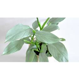 Wekiva Foliage LLC Sword Philodendron Live