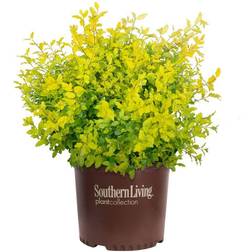 SOUTHERN 2 Gal. Sunshine Ligustrum Privet Shrub Foliage