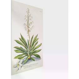 Vintage botany illustration Yucca White Wanddeko 40x60cm