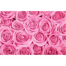 Klebefieber Rosa Rosen Pink Bild 30x45cm