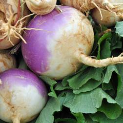 Mountain Valley Seed Company Turnip Seeds