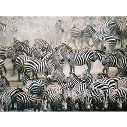 Klebefieber Zebra Herd Multicolor Bild 40x30cm