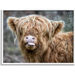 Stupell Baby Highland Calf Cattle Licking Lips Country Farmland White Framed Art 30x24"