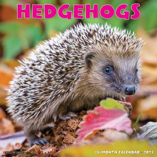 Willow Creek Press Hedgehogs 2023 Wall Calendar • Price