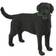 Safari Black Labrador 253429