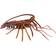 Safari Spiny Lobster 100076