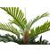 Europalms Kentia Palm Zierelement