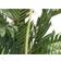 Europalms Kentia Palm Dekorasjon