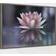 Amanti Art Padmasana Lotus Flower Framed Art 59.2x40.6cm