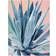 Trademark Fine Art Alana Clumeck Agave with Coral Poster 35x47"