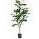 Emerald Ficus Green Kunstig plante