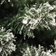 Nordic Winter Frost Artificial Green Juletre 150cm