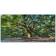 Trademark Fine Art Angel Oak Charleston Canvas Framed Art 24x18"