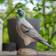 Wildlife Garden DecoBird Stock Dove Dekofigur 25.4cm