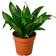 House Plant Shop Dracaena Craig' Artificial Plant