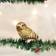 Old World Christmas Pygmy Owl Christmas Tree Ornament 12"