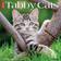 Willow Creek Press Just Tabby Cats 2024 Wall Calendar